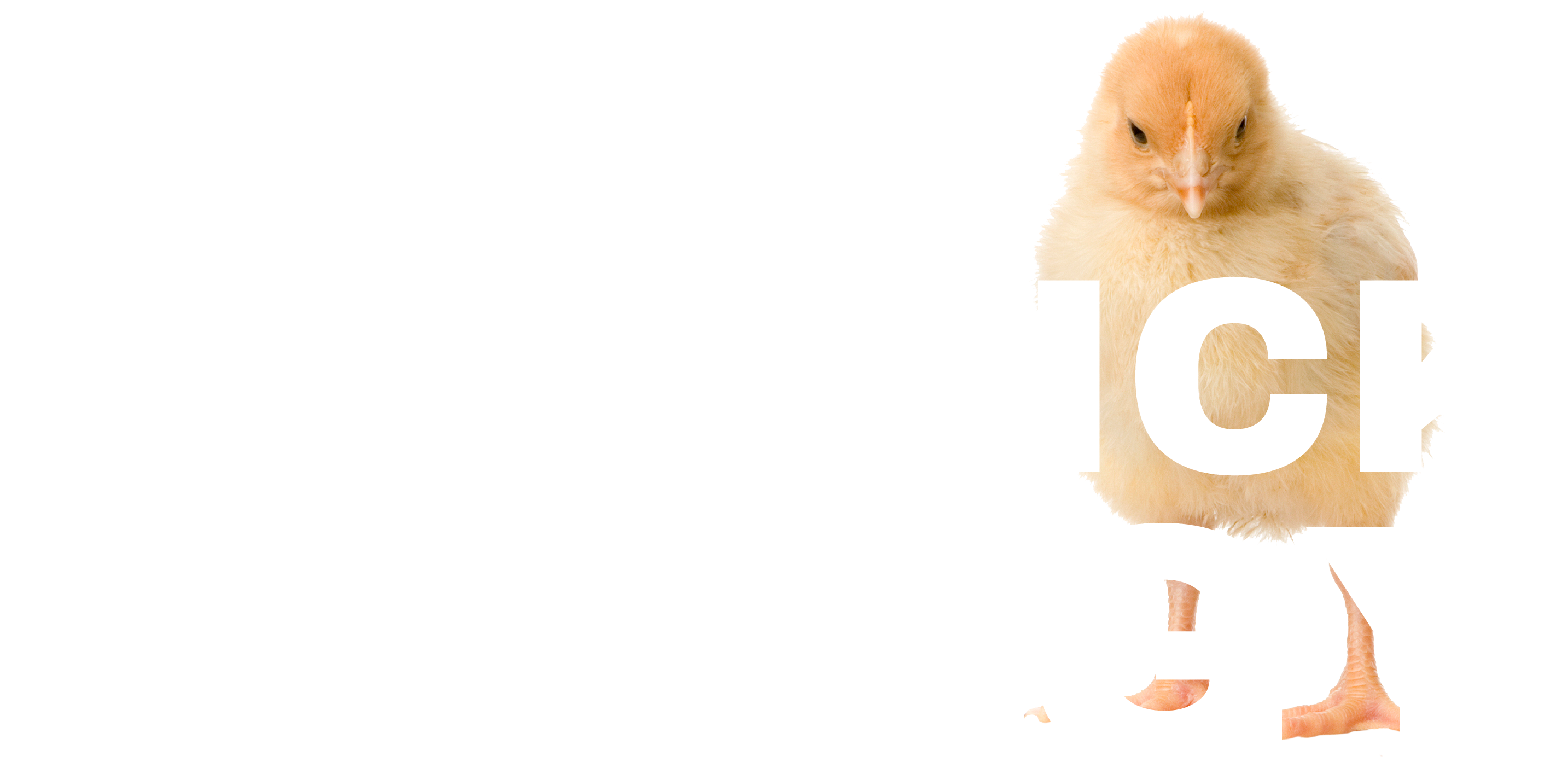 Big Chick Energy Primary Logo White<br />
